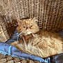 cat, orange_cat, fluffy, wicker_chair, cushion, indoor, pet, feline, resting, fur, animal, cute, relaxed, whiskers, face, ears, home, cozy, domestic, portrait
