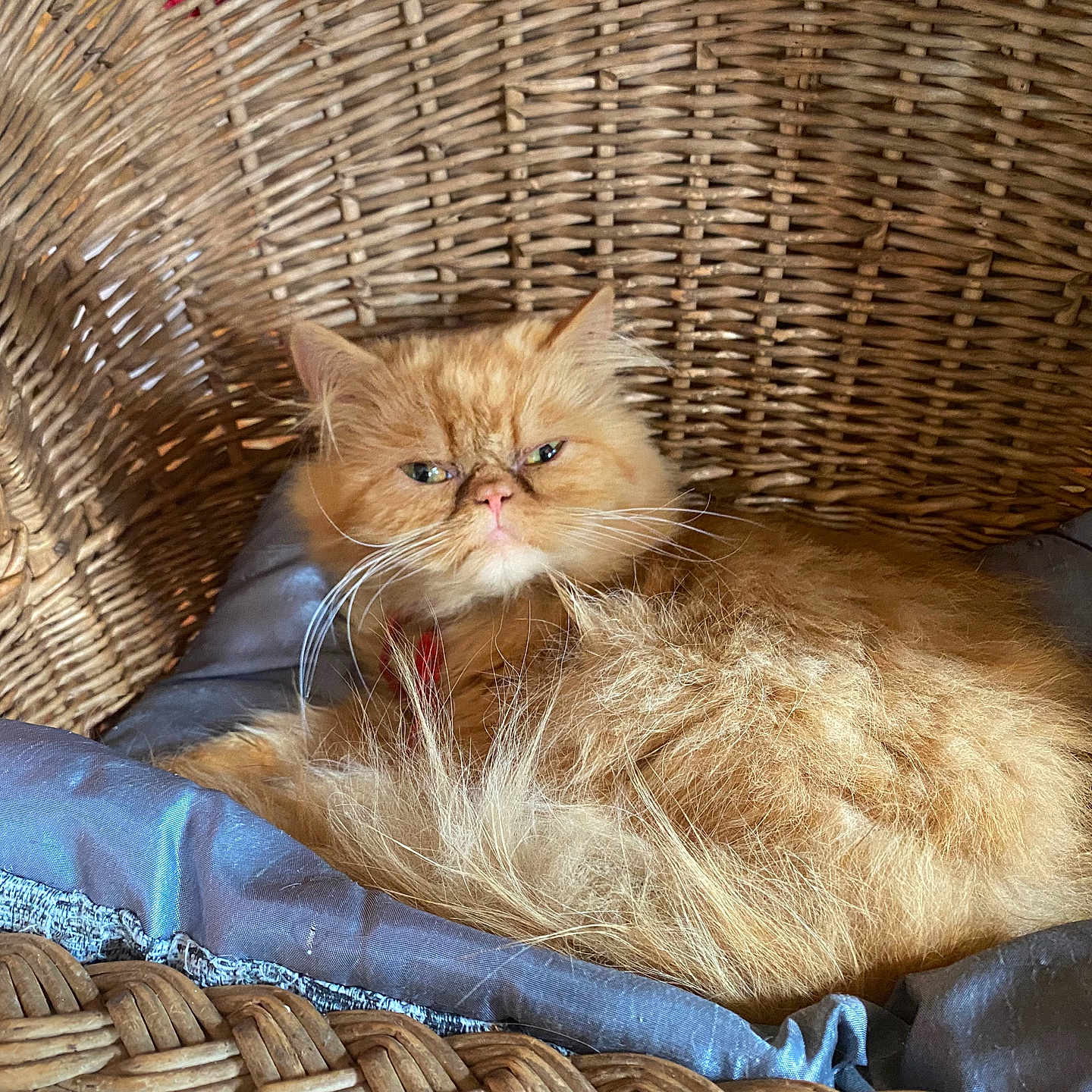 Guizmo a rejoint le concours — aidez-le/la à gagner de superbes lots ! animal, cat, cozy, cushion, cute, domestic, ears, face, feline, fluffy, fur, home, indoor, orange_cat, pet, portrait, relaxed, resting, whiskers, wicker_chair