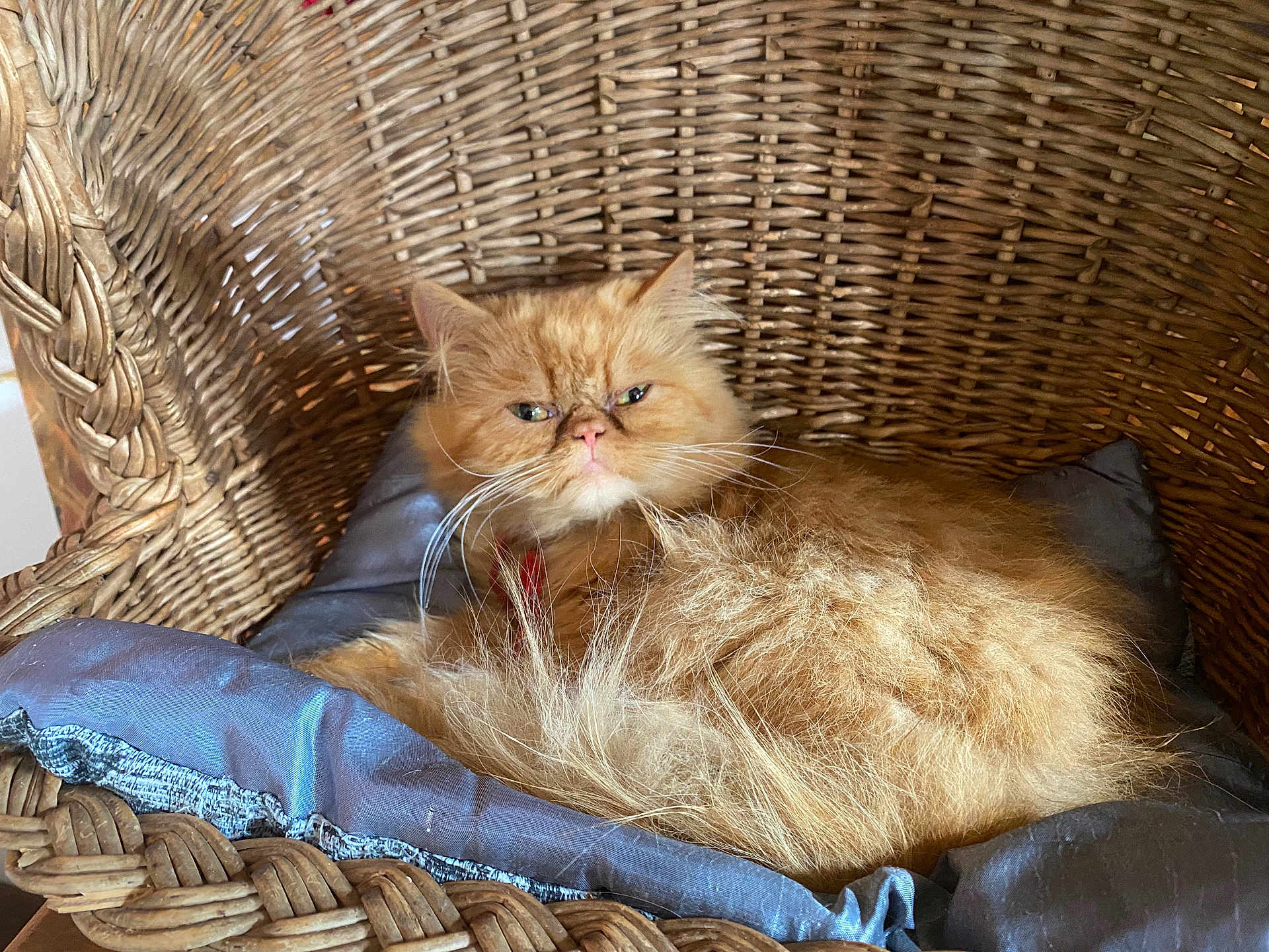 Guizmo a rejoint le concours — aidez-le/la à gagner de superbes lots ! cat, orange_cat, fluffy, wicker_chair, cushion, indoor, pet, feline, resting, fur, animal, cute, relaxed, whiskers, face, ears, home, cozy, domestic, portrait