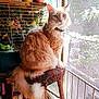 cat, closeup, collar, cozy, daylight, domestic_animal, flowers, fluffy, furniture, home_interior, indoor, mesh_screen, orange_cat, pet, plants, relaxed, sitting, stool, sunlight, window