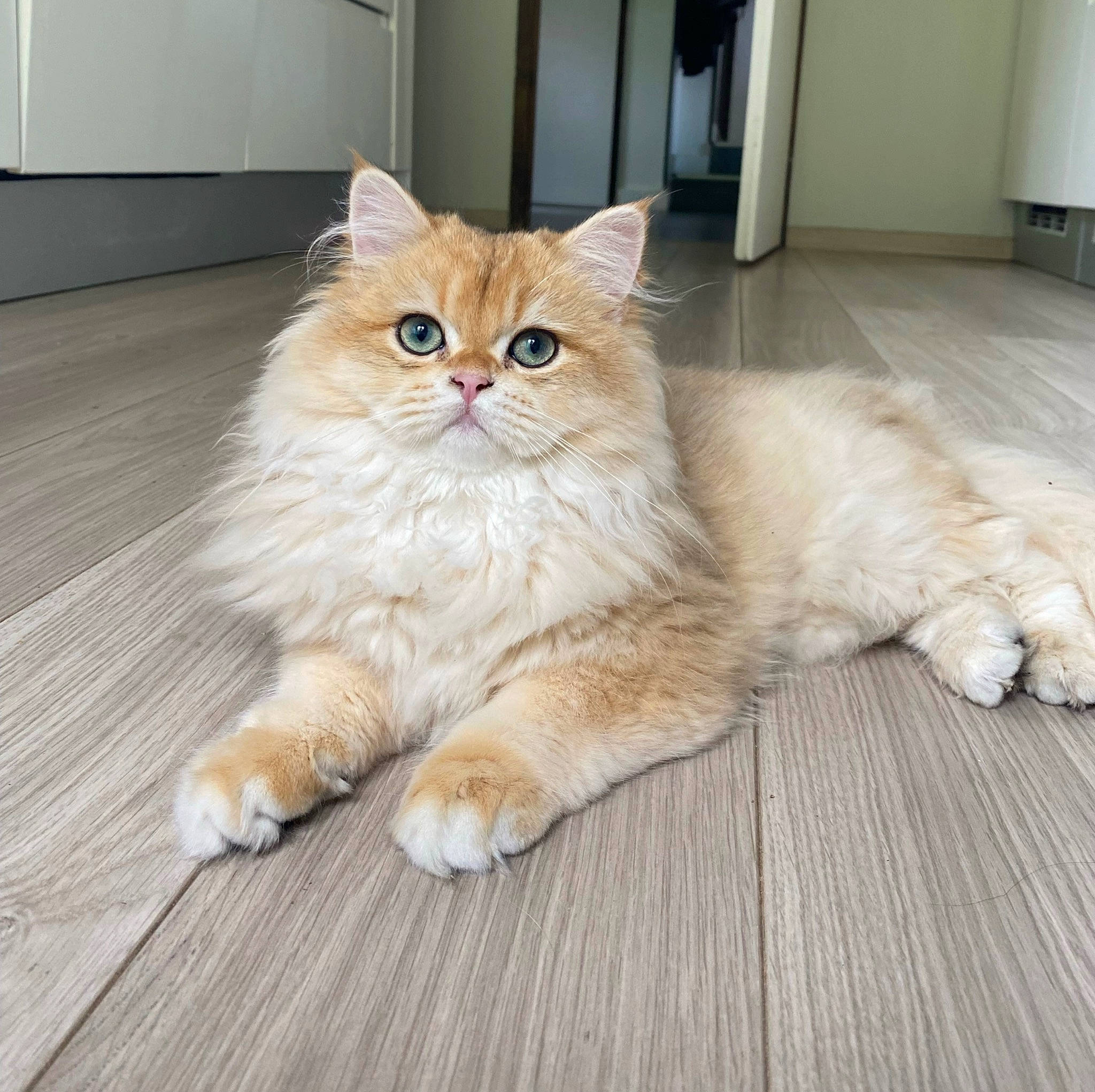 Choko a rejoint le concours — aidez-le/la à gagner de superbes lots ! art, carnivore, cat, domestic_short_haired_cat, door, fawn, felidae, floor, flooring, fur, hardwood, paw, sitting, small_to_medium_sized_cats, snout, tail, varnish, whiskers, wood, wood_flooring