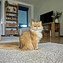 Choko a rejoint le concours — aidez-le/la à gagner de superbes lots ! blue_eyes, calm, carpet, cat, cozy, cute, domestic_animal, fluffy, furniture, indoor, living_room, orange_cat, pet, plant, portrait, rug, shelf, sitting, tv, wood_floor