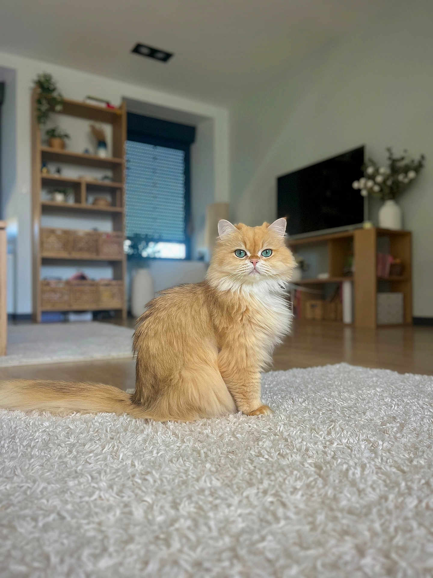 Choko participe au concours pour gagner de l'argent avec cette photo : blue_eyes, calm, carpet, cat, cozy, cute, domestic_animal, fluffy, furniture, indoor, living_room, orange_cat, pet, plant, portrait, rug, shelf, sitting, tv, wood_floor