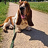 basset_hound, dog, leash, pathway, grass, bench, sunny, outdoor, pet, canine, ears, tongue, resting, daylight, nature, urban, buildings, shadow, walking, park