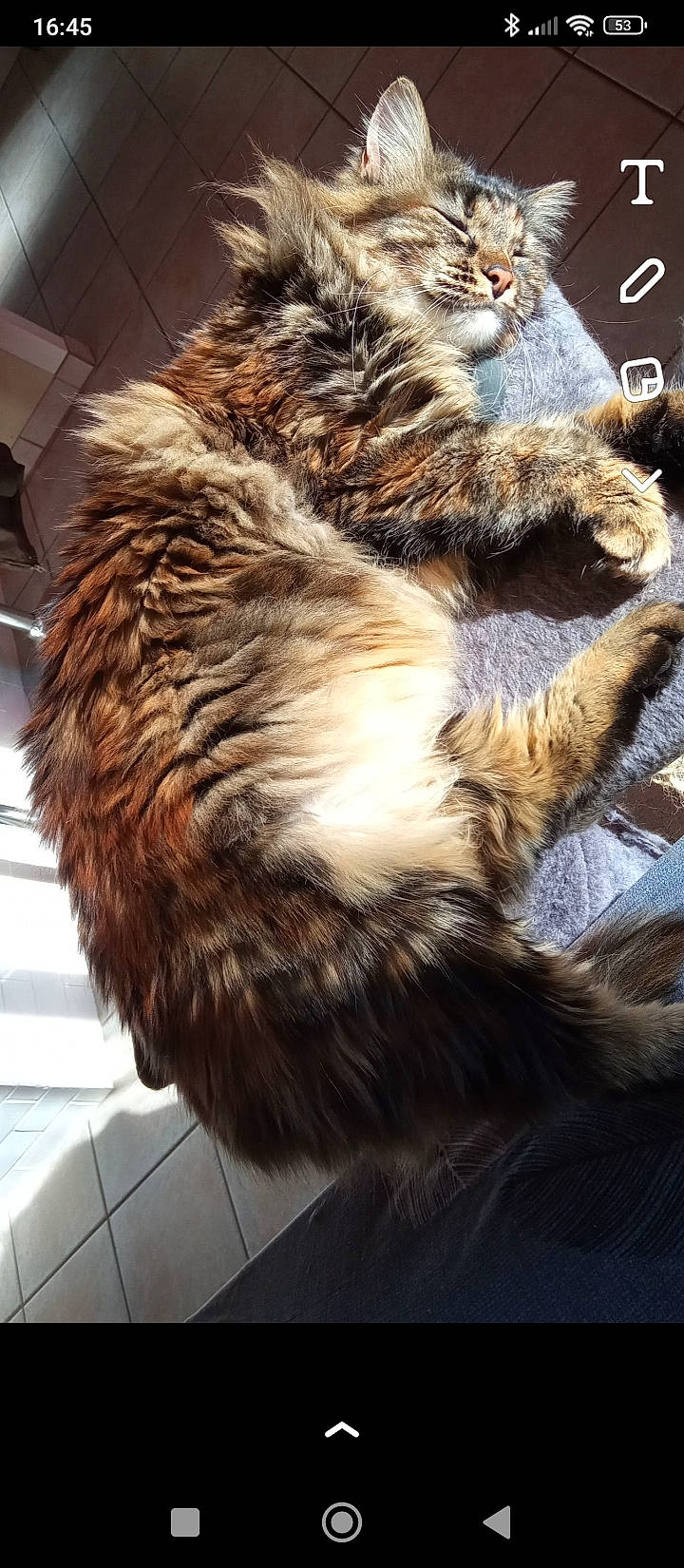 Savana participe au concours pour gagner de l'argent avec cette photo : carnivore, cat, claw, domestic_short_haired_cat, felidae, fur, metal, natural_material, paw, small_to_medium_sized_cats, snout, tail, terrestrial_animal, whiskers