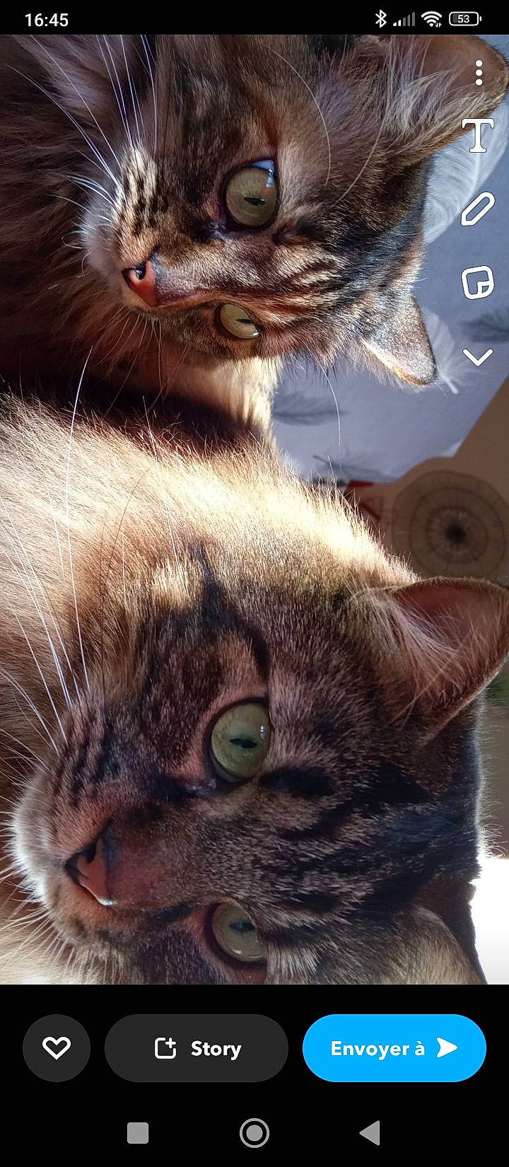 Savana a rejoint le concours — aidez-le/la à gagner de superbes lots ! carnivore, cat, close_up, domestic_short_haired_cat, ear, fawn, felidae, fur, gesture, mammal, nose, organism, paw, small_to_medium_sized_cats, snout, tail, terrestrial_animal, vertebrate, whiskers, wildlife