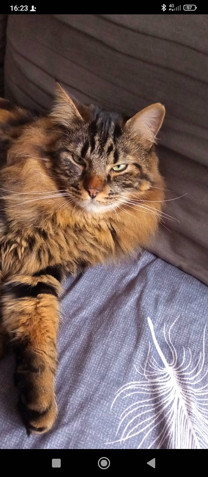 Rocky participe au concours pour gagner de l'argent avec cette photo : carnivore, cat, claw, domestic_short_haired_cat, felidae, fur, maine_coon, paw, siberian, small_to_medium_sized_cats, snout, tail, terrestrial_animal, whiskers, wildlife, wood
