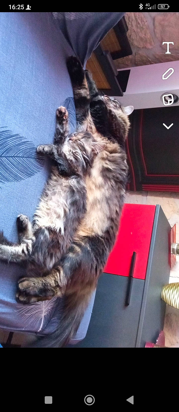 Rocky a rejoint le concours — aidez-le/la à gagner de superbes lots ! canidae, carnivore, cat, comfort, companion_dog, dog_breed, felidae, fur, metal, paw, small_to_medium_sized_cats, sporting_group, tail, whiskers