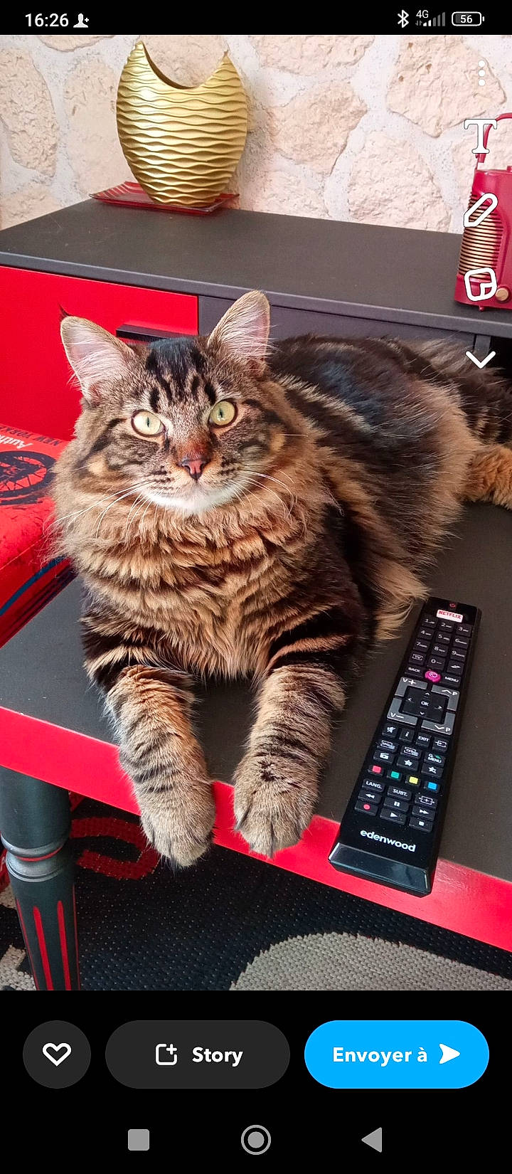 Rocky a rejoint le concours — aidez-le/la à gagner de superbes lots ! carnivore, cat, computer, computer_keyboard, display_device, domestic_short_haired_cat, electronic_device, felidae, fur, gadget, input_device, machine, numeric_keypad, output_device, paw, peripheral, personal_computer, small_to_medium_sized_cats, space_bar, whiskers