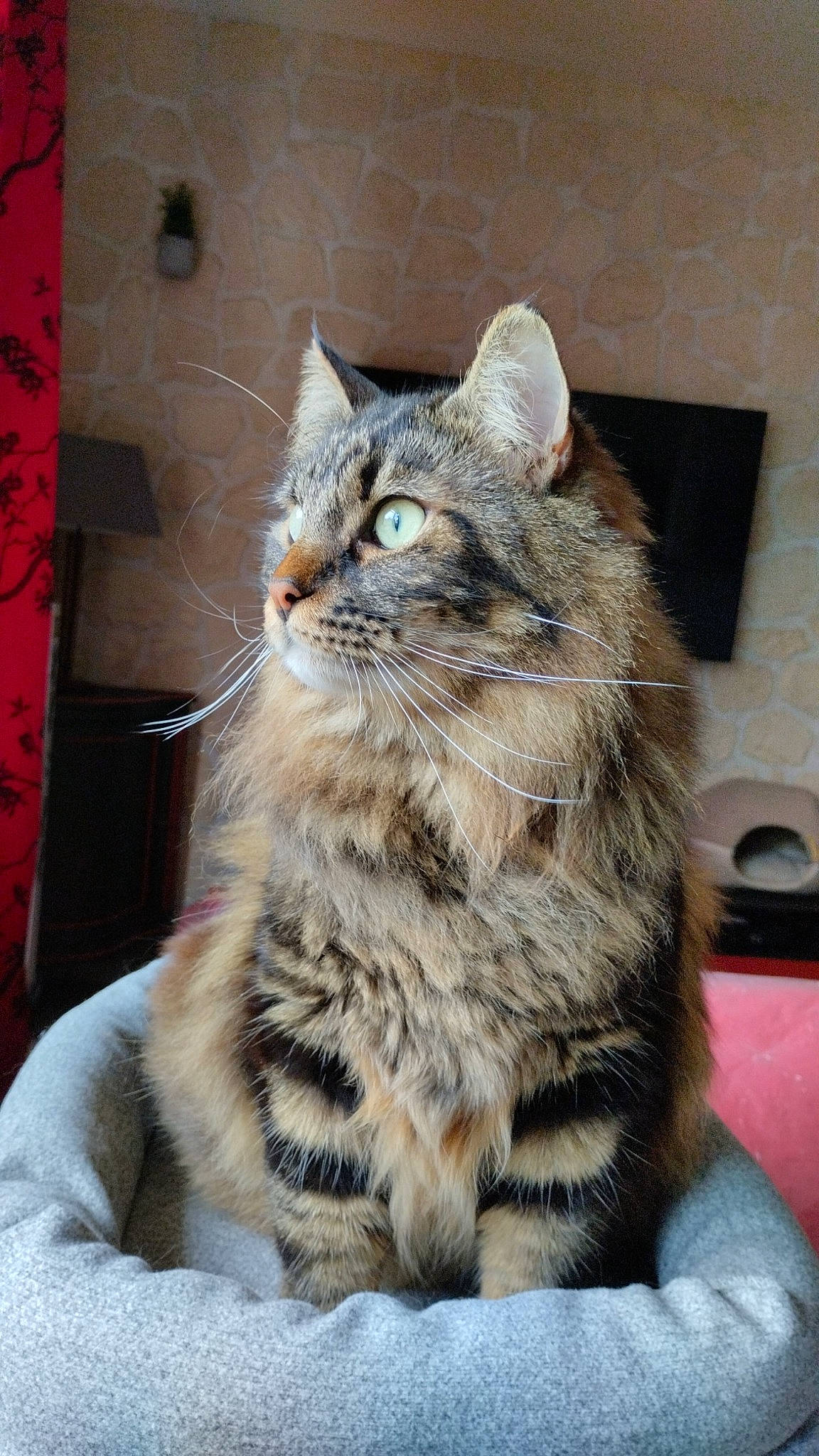 Rocky a rejoint le concours — aidez-le/la à gagner de superbes lots ! carnivore, cat, claw, domestic_short_haired_cat, felidae, fur, paw, sitting, small_to_medium_sized_cats, snout, tail, terrestrial_animal, whiskers, window