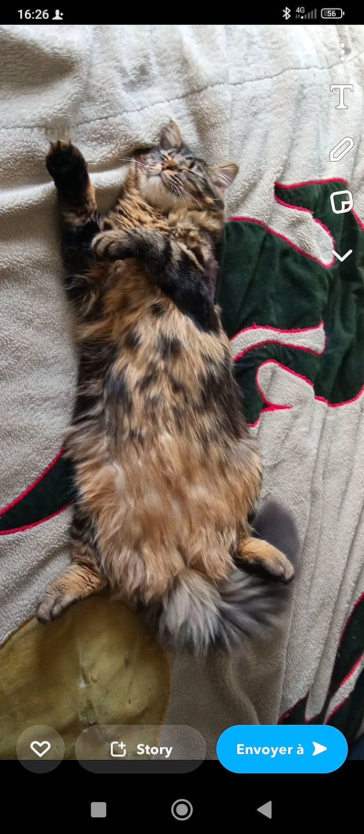 Rocky participe au concours pour gagner de l'argent avec cette photo : canidae, carmine, carnivore, cat, claw, companion_dog, dog_breed, fawn, felidae, flooring, fur, liver, maine_coon, paw, small_to_medium_sized_cats, snout, sporting_group, tail, terrestrial_animal, whiskers