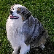 Doogan joined the competition — help win amazing prizes! dog, australian_shepherd, grass, outdoor, pet, canine, happy, fur, animal, sitting, looking_up, tongue_out, nature, mammal, friendly, companion, cute, playful, alert, greenery