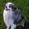 dog, australian_shepherd, grass, outdoor, pet, canine, happy, fur, animal, sitting, looking_up, tongue_out, nature, mammal, friendly, companion, cute, playful, alert, greenery