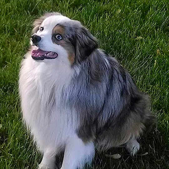 Doogan joined the competition — help win amazing prizes! dog, australian_shepherd, grass, outdoor, pet, canine, happy, fur, animal, sitting, looking_up, tongue_out, nature, mammal, friendly, companion, cute, playful, alert, greenery