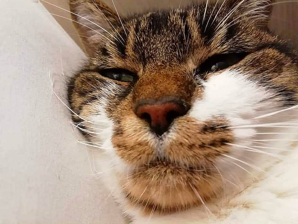 Sweeti a rejoint le concours — aidez-le/la à gagner de superbes lots ! carnivore, cat, comfort, domestic_short_haired_cat, eye, felidae, fur, hair, head, paw, sleep, small_to_medium_sized_cats, snout, terrestrial_animal, whiskers, wildlife