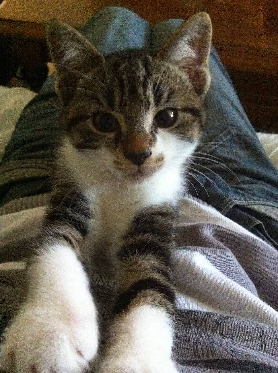 Sweeti a rejoint le concours — aidez-le/la à gagner de superbes lots ! carnivore, cat, claw, comfort, domestic_short_haired_cat, eye, felidae, fur, paw, sitting, small_to_medium_sized_cats, snout, tail, terrestrial_animal, whiskers