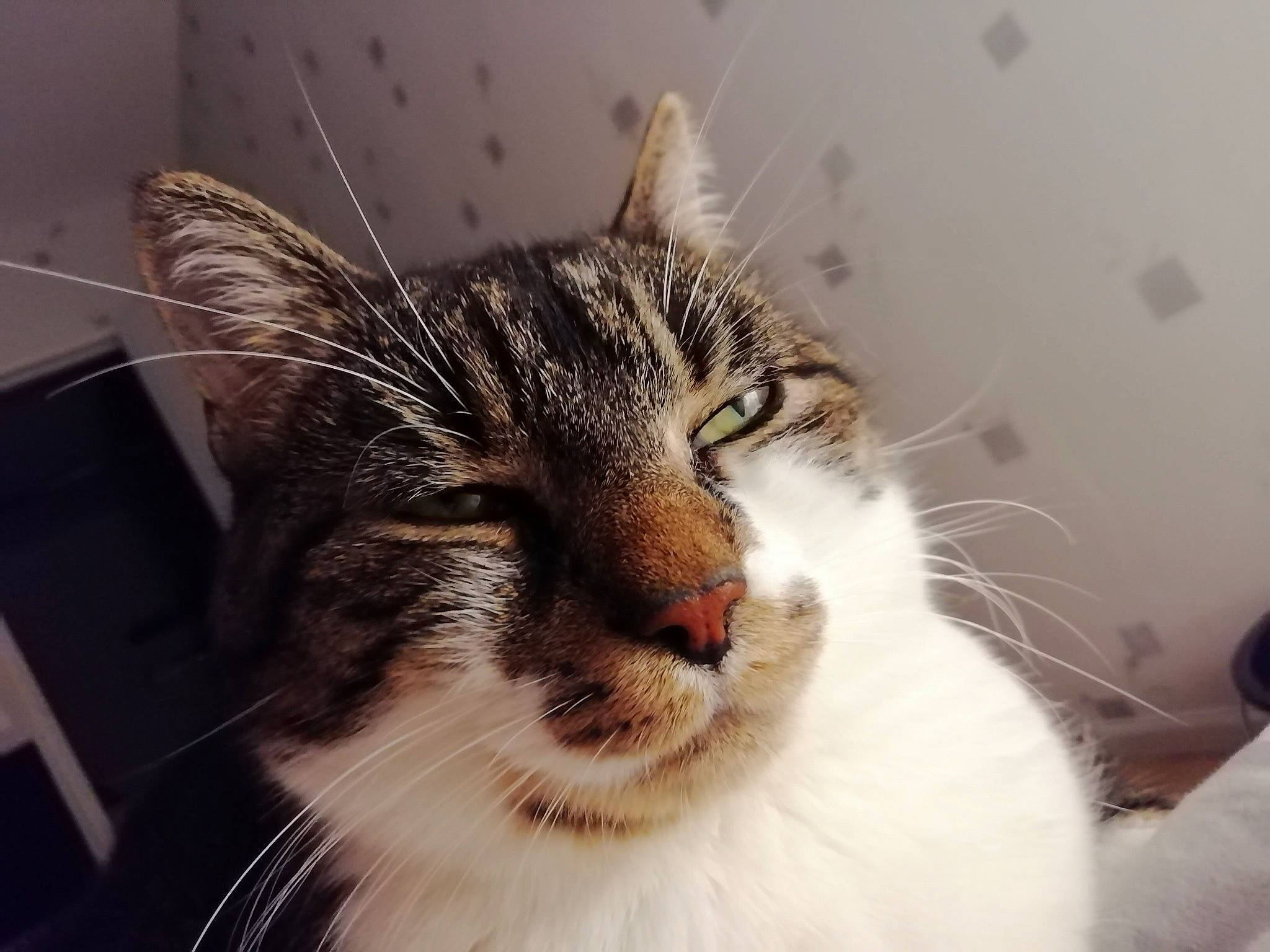 Sweeti participe au concours pour gagner de l'argent avec cette photo : carnivore, cat, comfort, domestic_short_haired_cat, ear, eye, felidae, fur, hair, head, small_to_medium_sized_cats, snout, terrestrial_animal, whiskers, window