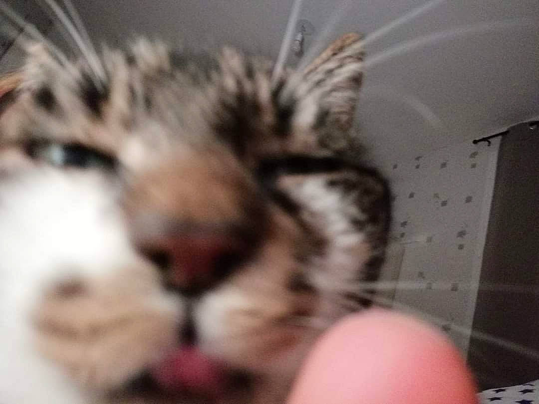 Sweeti a rejoint le concours — aidez-le/la à gagner de superbes lots ! big_cats, carnivore, cat, claw, comfort, domestic_short_haired_cat, fang, felidae, fur, hedgehog, nap, paw, sleep, small_to_medium_sized_cats, snout, terrestrial_animal, whiskers, wildlife