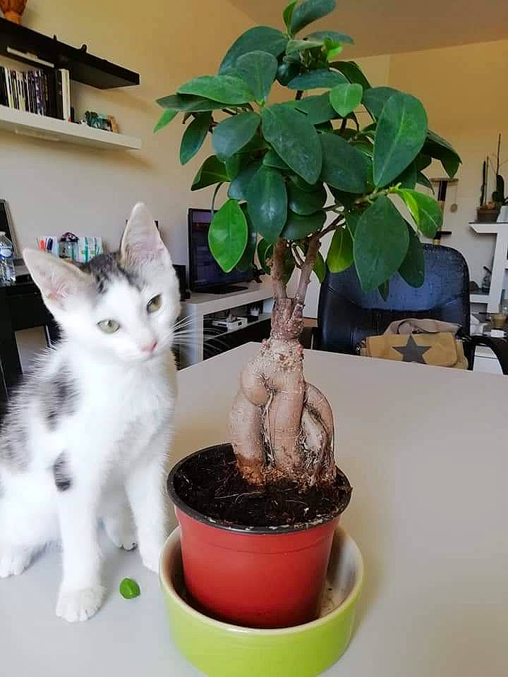 Tio a rejoint le concours — aidez-le/la à gagner de superbes lots ! carnivore, cat, cat_supply, domestic_short_haired_cat, felidae, flowering_plant, flowerpot, fur, herb, houseplant, paw, plant, room, shelf, small_to_medium_sized_cats, table, tail, terrestrial_plant, tree, whiskers