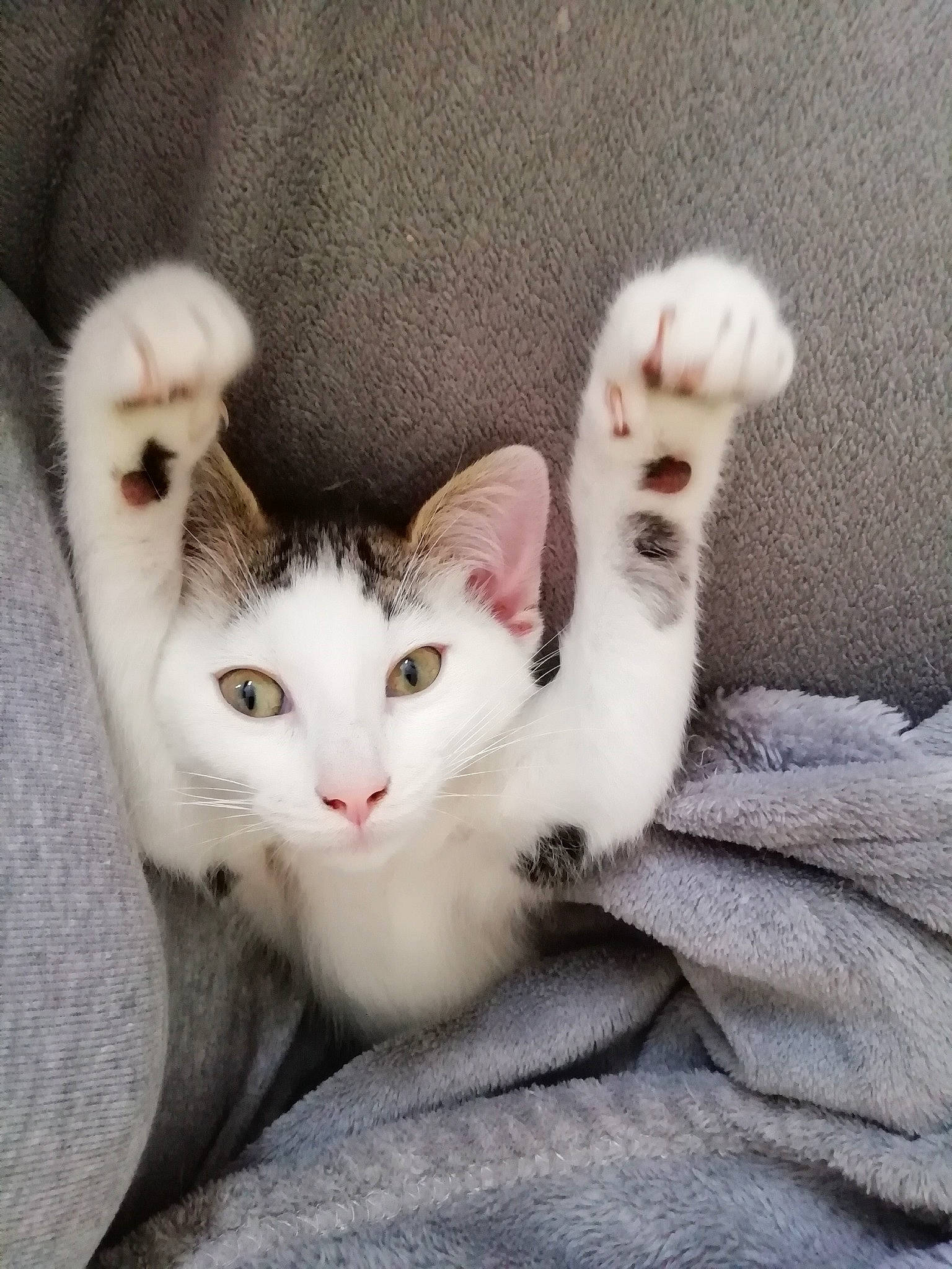 Tio a rejoint le concours — aidez-le/la à gagner de superbes lots ! carnivore, cat, claw, comfort, domestic_short_haired_cat, fawn, felidae, fur, grey, paw, small_to_medium_sized_cats, snout, tail, whiskers