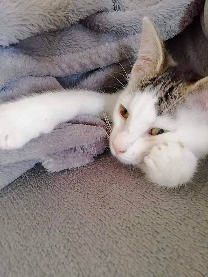 Tio participe au concours pour gagner de l'argent avec cette photo : carnivore, cat, claw, comfort, domestic_short_haired_cat, felidae, flooring, fur, grey, linens, nap, paw, sleep, small_to_medium_sized_cats, snout, tail, whiskers, wood