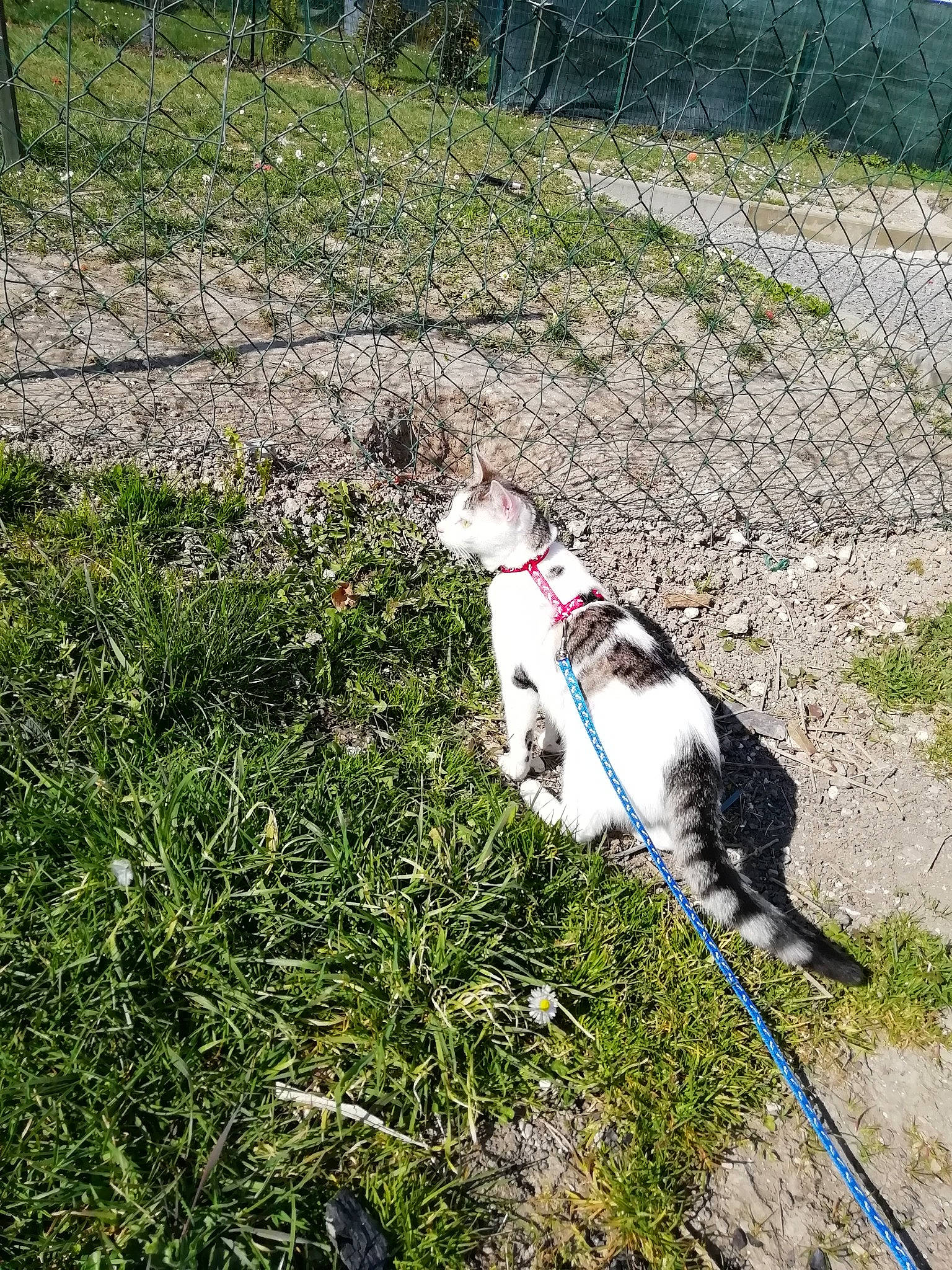 Tio a rejoint le concours — aidez-le/la à gagner de superbes lots ! canidae, carnivore, collar, companion_dog, dog_breed, dog_collar, fawn, felidae, fence, grass, grassland, groundcover, leash, pet_supply, plant, shrub, small_to_medium_sized_cats, sporting_group, tail, whiskers