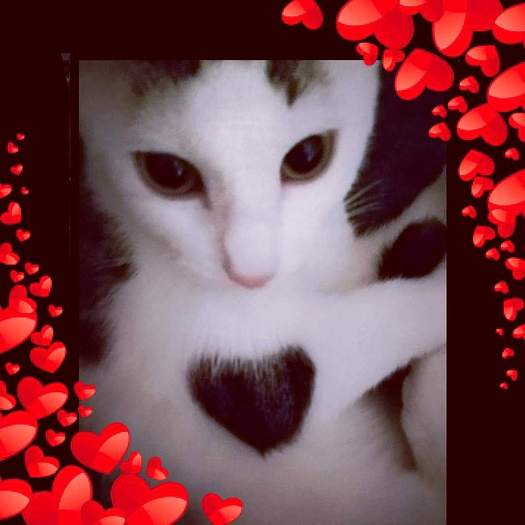 Tio a rejoint le concours — aidez-le/la à gagner de superbes lots ! beauty, carmine, carnivore, cat, domestic_short_haired_cat, eyelash, facial_expression, felidae, font, fur, holiday, mammal, organism, pattern, petal, red, small_to_medium_sized_cats, snout, whiskers, window