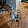Shooter is registered to the contest to win money with this photo: animal, basket, brown_coat, collar, contemplative, dog, domestic, door, expression, flooring, furniture, household, indoor, pet, quiet, shoes, table, waiting, wall, wooden_floor