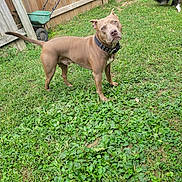 Shooter is registered to the contest to win money with this photo: alert, animal, black_dog, brown_dog, canine, collar, curious, daylight, dog, domestic_animal, fence, garden_spreader, grass, greenery, lawn, nature, outdoor, pet, sniffing, yard
