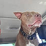 Shooter is registered to the contest to win money with this photo: animal, brown_dog, canine, car, close-up, collar, collar_buckle, dog, ear, fur, headrest, human_partial, indoor, interior, looking, pet, seat, snout, vehicle, window