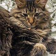 Mugzy joined the competition — help win amazing prizes! cat, tabby, long_hair, whiskers, ears, eyes, paws, fur, bed, blanket, cozy, indoor, pet, portrait, close_up, relaxed, striped, brown, domestic_cat, mammal