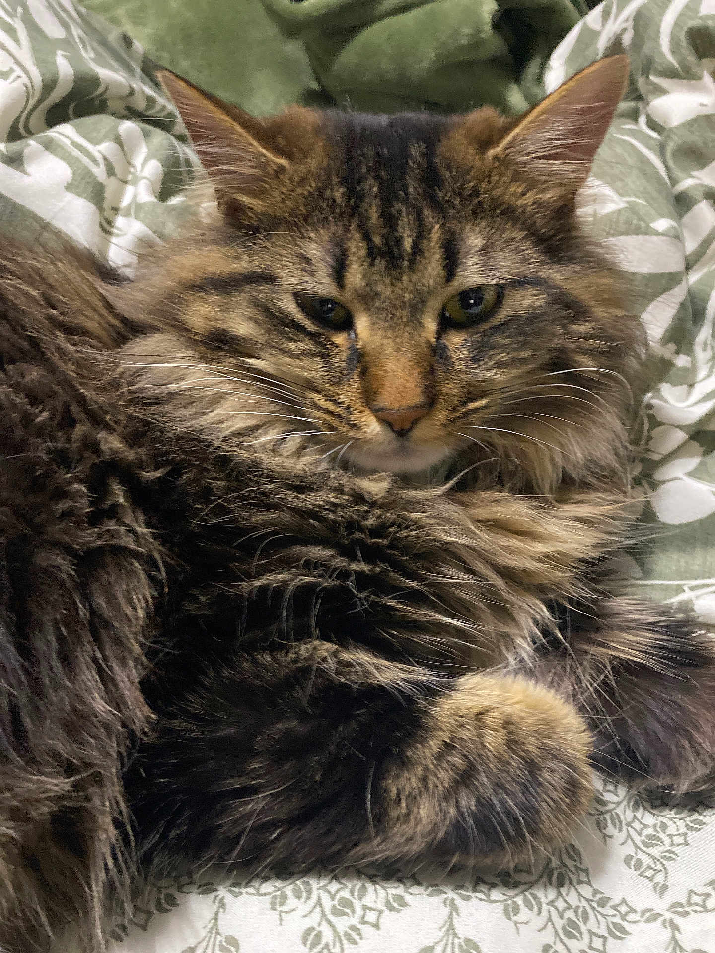 Mugzy joined the competition — help win amazing prizes! cat, tabby, long_hair, whiskers, ears, eyes, paws, fur, bed, blanket, cozy, indoor, pet, portrait, close_up, relaxed, striped, brown, domestic_cat, mammal