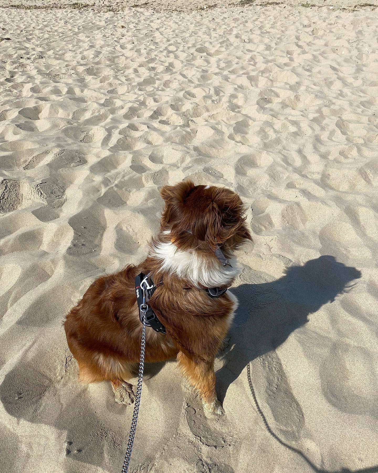 Snala participe au concours pour gagner de l'argent avec cette photo : aeolian_landform, beach, canidae, carnivore, collar, companion_dog, dog, dog_breed, dog_collar, fawn, fun, fur, landscape, leash, liver, mammal, sand, shadow, snout, sporting_group