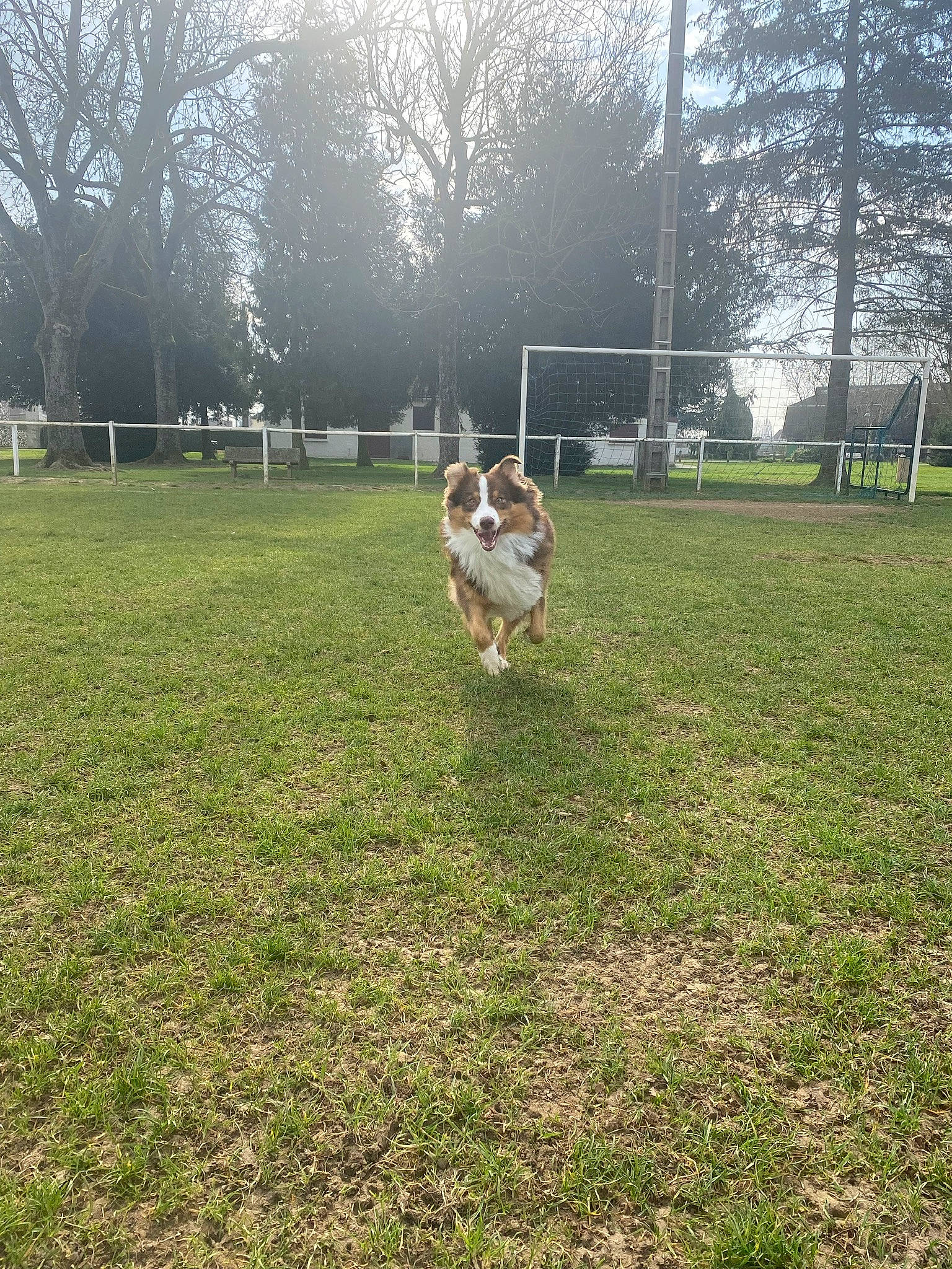 Snala participe au concours pour gagner de l'argent avec cette photo : canidae, carnivore, companion_dog, dog, dog_breed, fawn, grass, grass_family, grassland, groundcover, land_lot, lawn, mammal, plant, recreation, sky, sporting_group, tail, tree, vertebrate