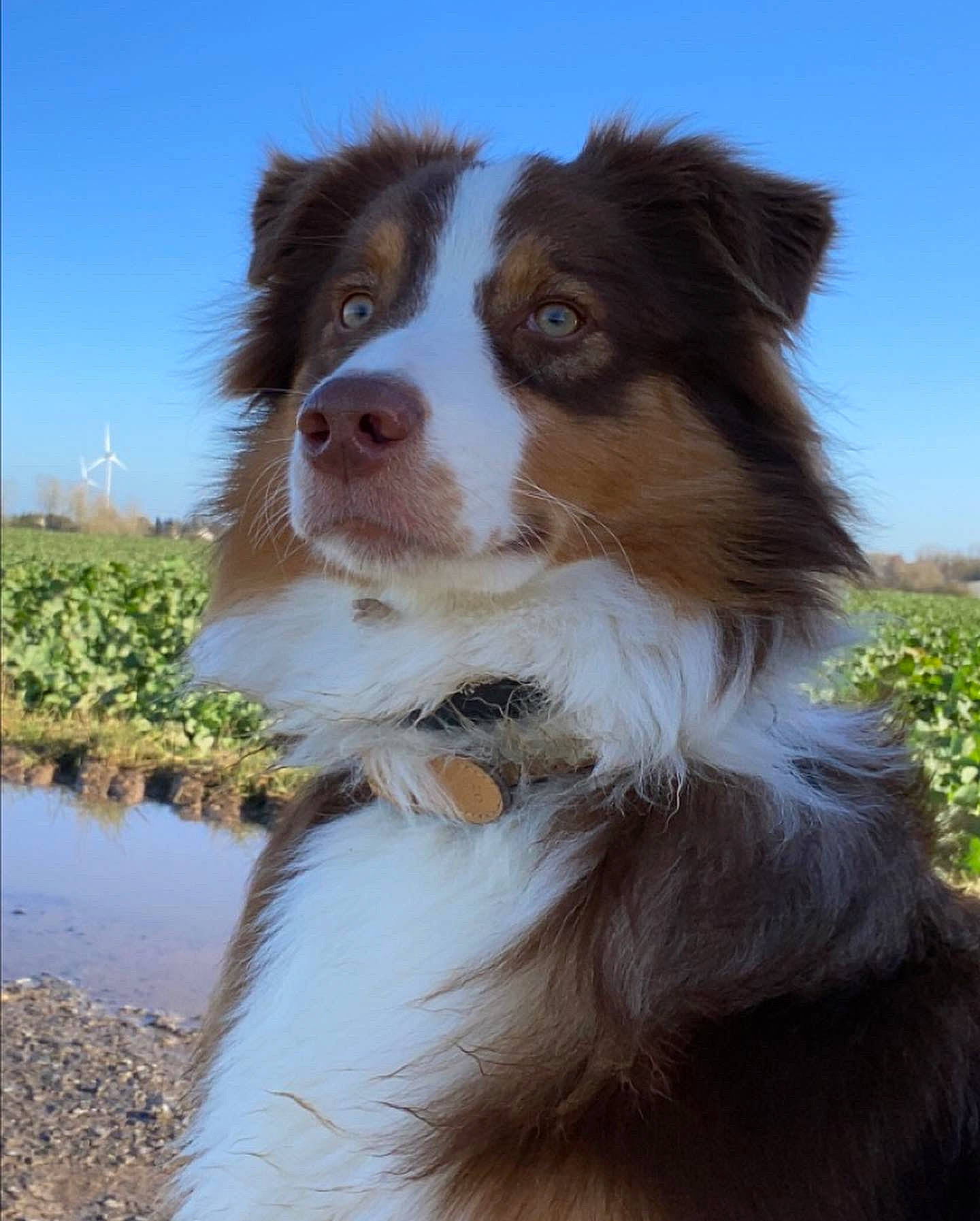 Snala a rejoint le concours — aidez-le/la à gagner de superbes lots ! australian_shepherd, border_collie, canidae, carnivore, companion_dog, dog, dog_breed, fur, grass, herding_dog, liver, plant, sky, snout, sporting_group, terrestrial_animal, water, whiskers, working_animal, working_dog