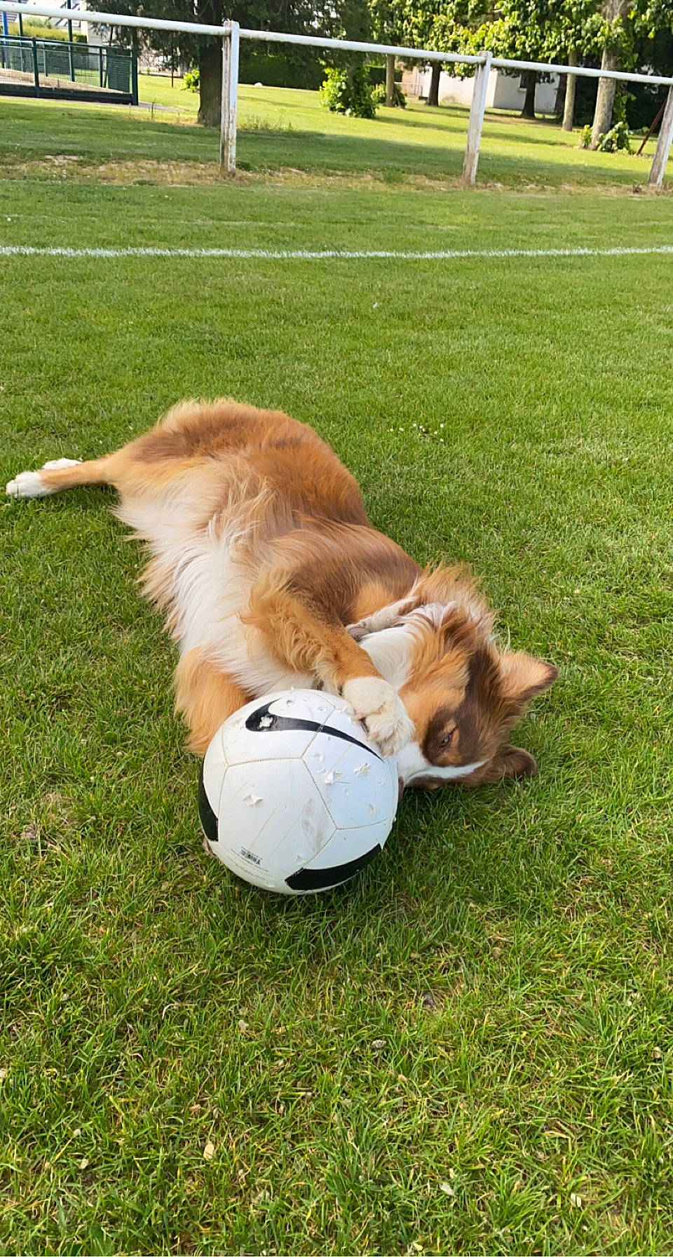 Snala participe au concours pour gagner de l'argent avec cette photo : ball, canidae, carnivore, companion_dog, dog, dog_breed, fawn, football, fur, grass, human_leg, lawn, leash, pasture, plant, retriever, sporting_group, sports_equipment, tail, working_animal