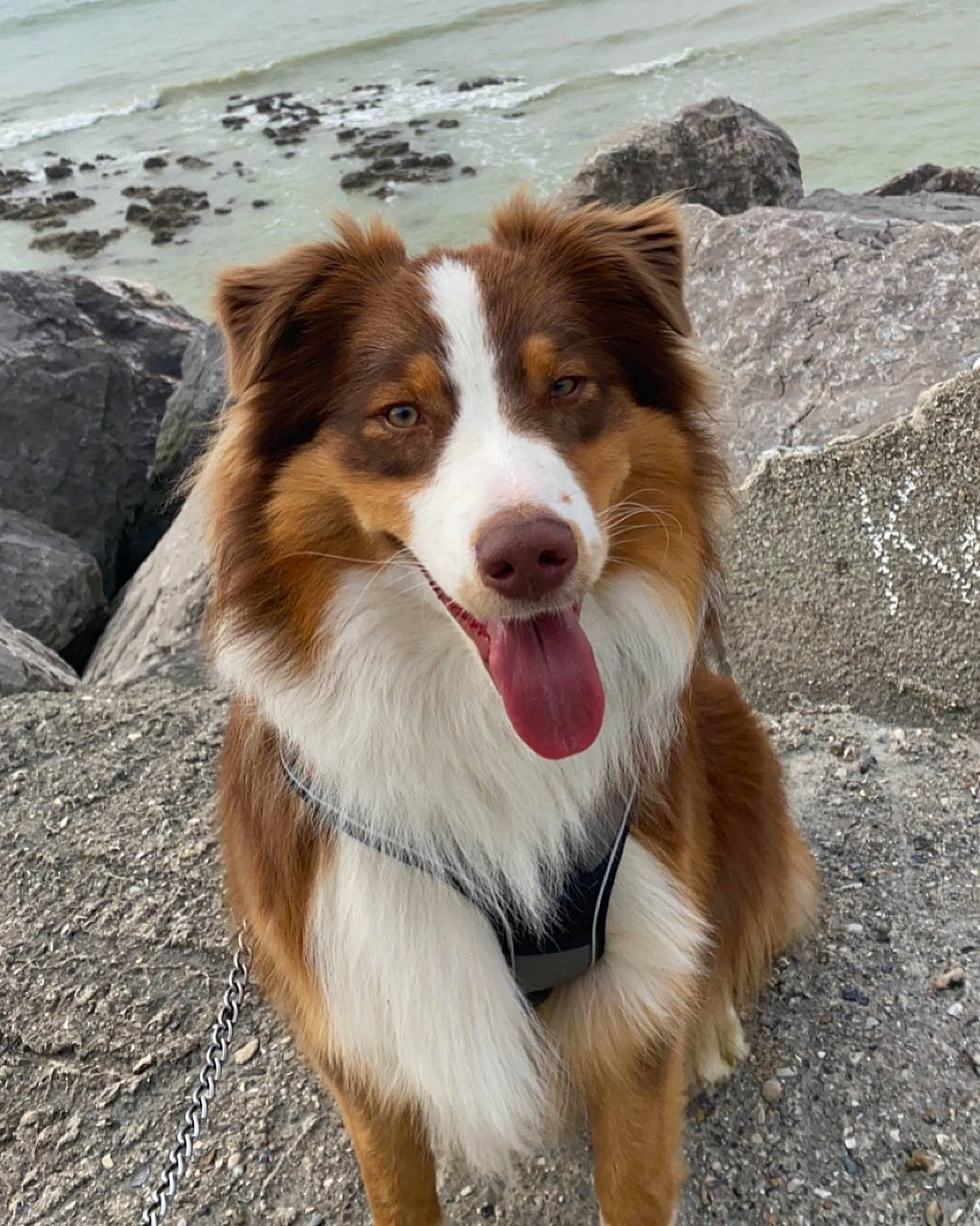 Snala participe au concours pour gagner de l'argent avec cette photo : australian_collie, australian_shepherd, border_collie, canidae, carnivore, companion_dog, dog, dog_breed, fur, herding_dog, snout, sporting_group, terrestrial_animal, whiskers, working_dog