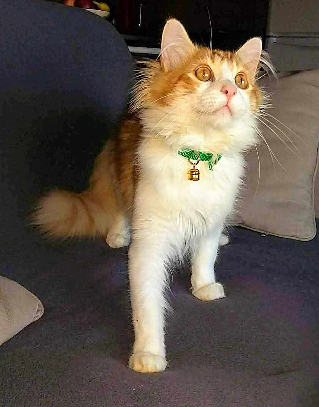 Osiris a rejoint le concours — aidez-le/la à gagner de superbes lots ! cat, orange_and_white, fluffy, collar, bell, couch, indoor, pet, feline, whiskers, alert, paws, tail, fur, animal, domestic, cute, portrait, side_view, focused