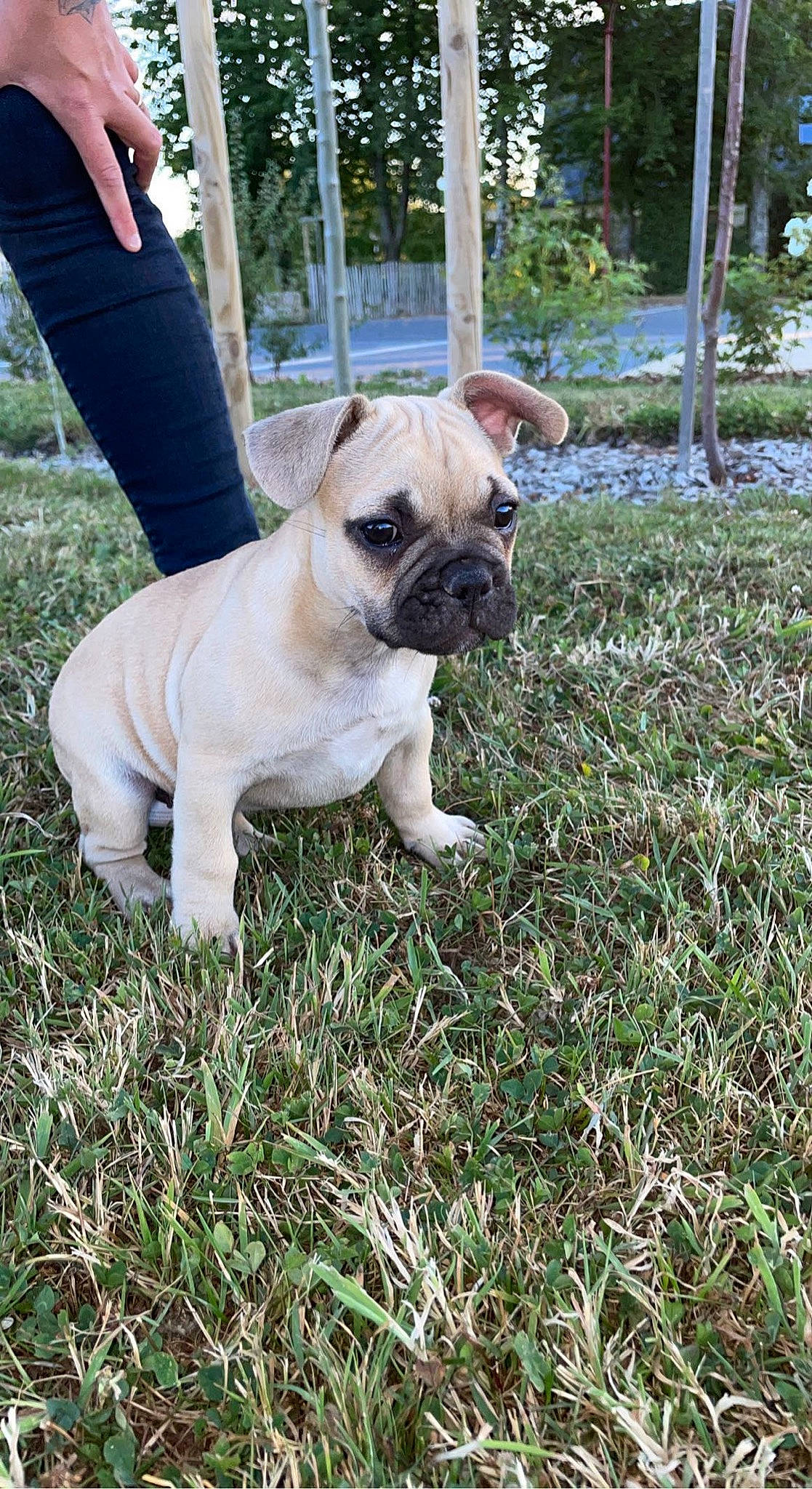 Mayko a rejoint le concours — aidez-le/la à gagner de superbes lots ! bulldog, canidae, carnivore, companion_dog, dog, dog_breed, dog_collar, dog_supply, fawn, grass, molosser, non_sporting_group, plant, pug, snout, sporting_group, toy_dog, tree, working_animal, wrinkle