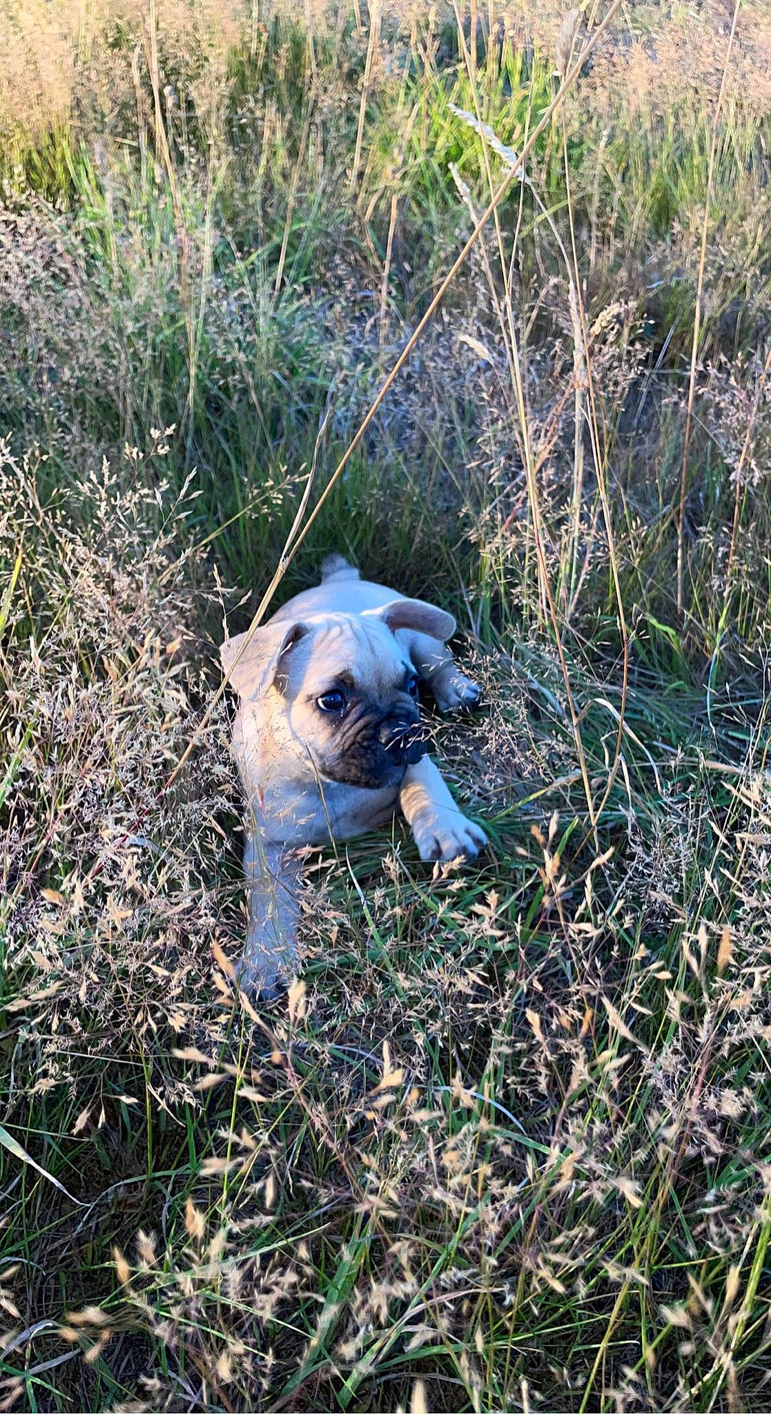 Mayko a rejoint le concours — aidez-le/la à gagner de superbes lots ! adventure, canidae, carnivore, companion_dog, dog, dog_breed, fawn, grass, grassland, non_sporting_group, plant, prairie, puppy, shrubland, snout, soil, sporting_group, tail, terrestrial_animal, working_animal