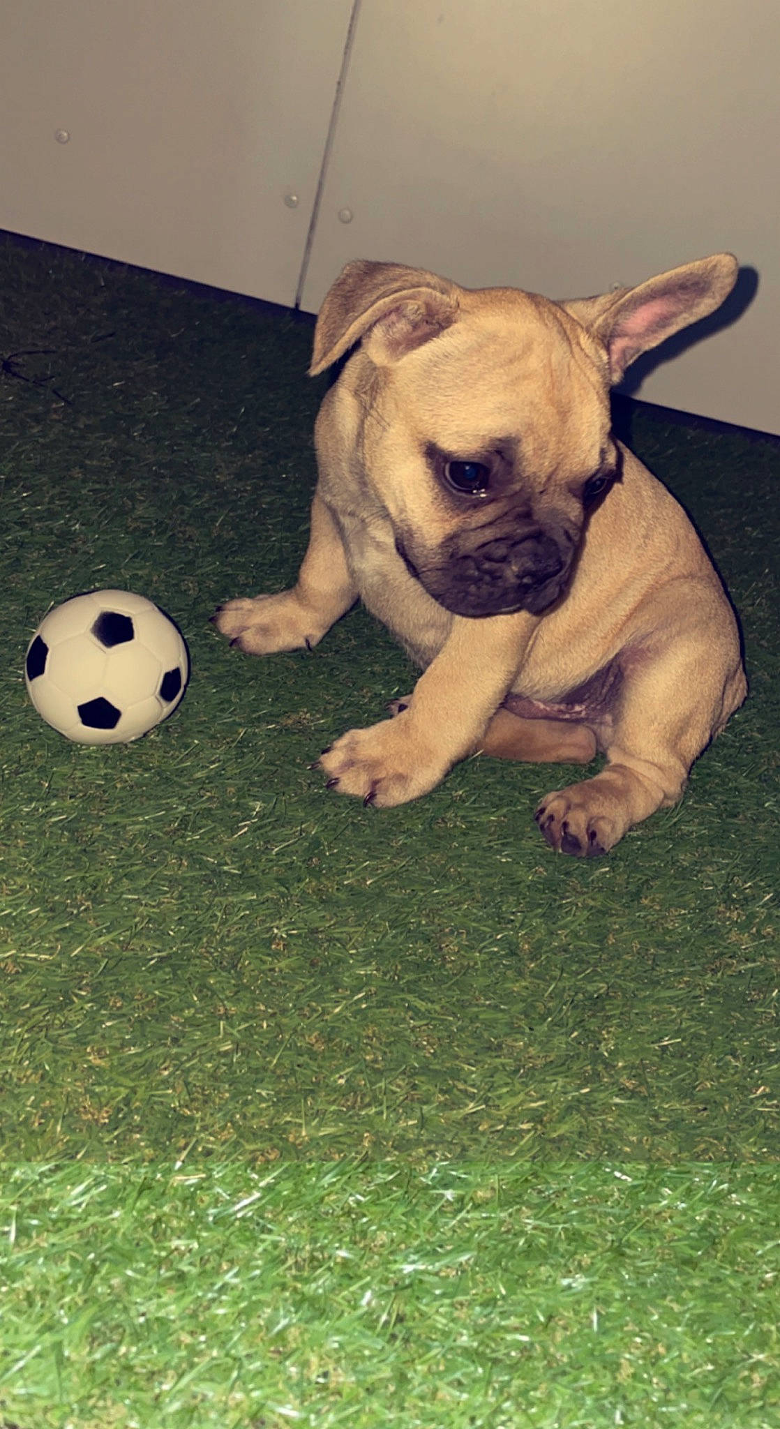 Mayko participe au concours pour gagner de l'argent avec cette photo : ancient_dog_breeds, australian_bulldog, ball, bulldog, carnivore, companion_dog, dog, dog_breed, flooring, football, grass, molosser, snout, soccer, soccer_ball, sports_equipment, terrestrial_animal, toy_dog, working_animal, wrinkle