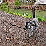 dog, small_dog, fluffy_dog, grey_dog, carrying_stick, stick, walking, path, canal, water, trees, buildings, urban, park, signboard, grass, leaf_litter, muddy_path, car, cute
