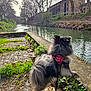 dog, pomeranian, small_dog, leash, harness, canal, water, river, stone_path, grass, plants, trees, building, urban_park, reflection, fur, sunlight, leaf_litter, bank, outdoors