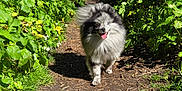 Taia a rejoint le concours — aidez-le/la à gagner de superbes lots ! dog, pomeranian, fluffy, walking, trail, dirt_path, greenery, leaves, sunlight, happy, tongue_out, outdoor, nature, small_dog, fur, portrait, foliage, bushes, paws, smiling