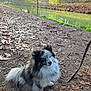dog, pomeranian, small_dog, blue_merle, fur, leash, sitting, path, fallen_leaves, canal, water, trees, park, buildings, outdoors, portrait, cute, pet, nature, autumn