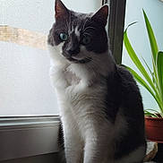 Vaya a rejoint le concours — aidez-le/la à gagner de superbes lots ! animal, beautiful, black_and_white, calm, cat, close_up, cozy, domestic_cat, feline, fur, green_eyes, indoor, natural_light, pet, plant, potted_plant, quiet, sitting, whiskers, window