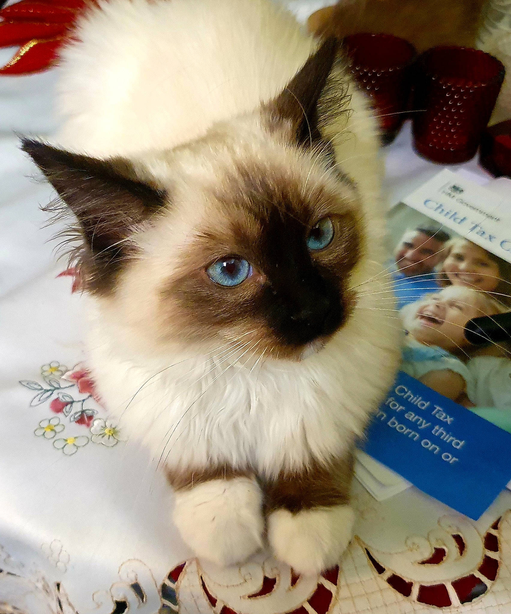 Sophie joined the competition — help win amazing prizes! asian_semi_longhair, balinese, birman, carnivore, cat, domestic_long_haired_cat, eye, felidae, himalayan, iris, kitten, mammal, ragamuffin, ragdoll, siamese, small_to_medium_sized_cats, snowshoe, thai, vertebrate, whiskers