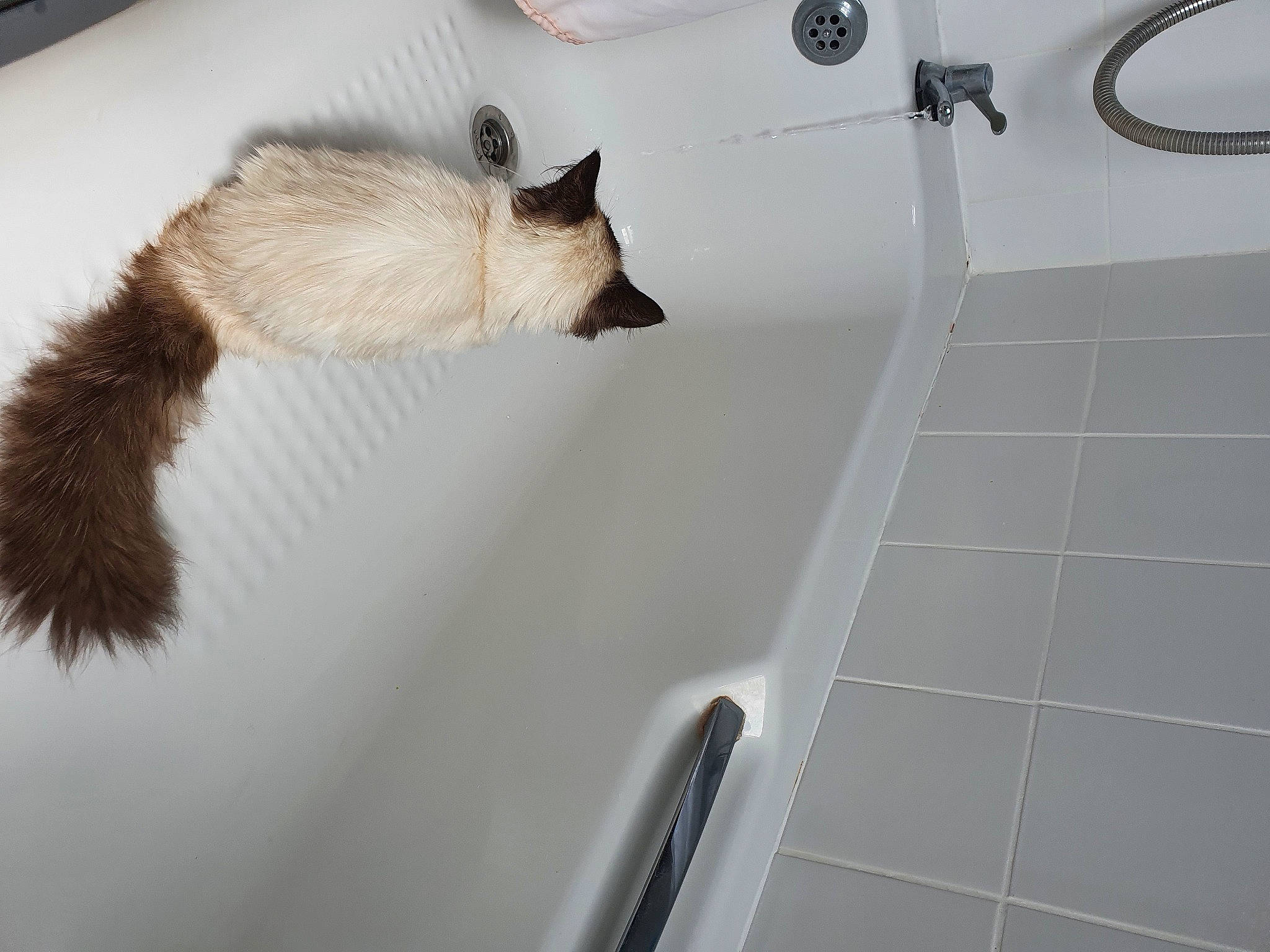 Sophie joined the competition — help win amazing prizes! balinese, bathroom, bathtub, carnivore, cat, felidae, floor, fur, plumbing, plumbing_fixture, ragdoll, room, siamese, sink, small_to_medium_sized_cats, tail, whiskers