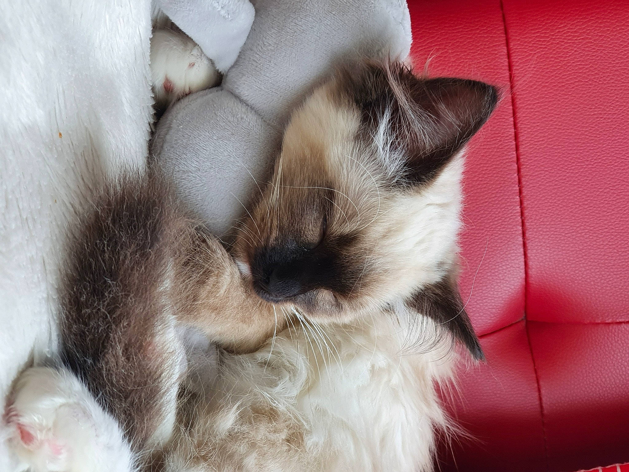 Sophie is registered to the contest to win money with this photo: balinese, birman, carnivore, cat, claw, felidae, fur, himalayan, kitten, mammal, nap, paw, ragdoll, siamese, skin, small_to_medium_sized_cats, snout, thai, tonkinese, whiskers