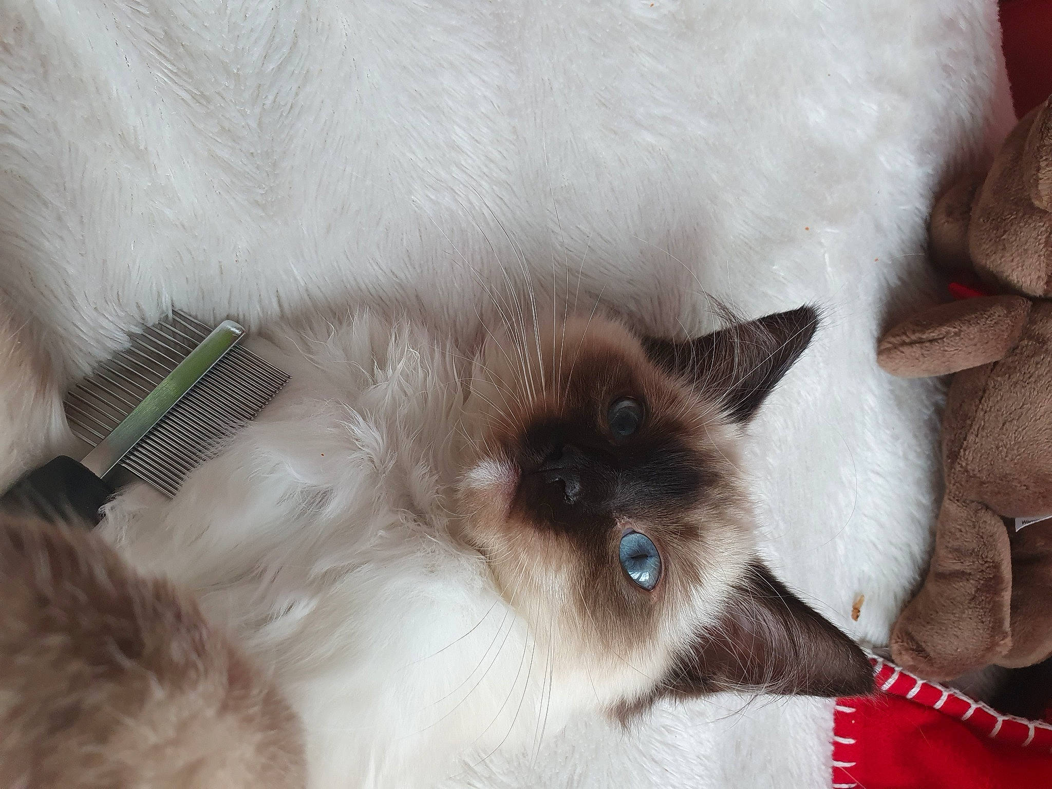Sophie joined the competition — help win amazing prizes! balinese, birman, burmese, carnivore, cat, colorpoint_shorthair, domestic_long_haired_cat, fawn, felidae, fur, himalayan, javanese, mammal, ragdoll, siamese, small_to_medium_sized_cats, snowshoe, thai, tonkinese, whiskers